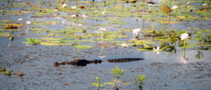 Crocodile in the Yellow Water lagoon.