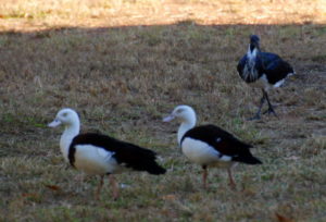 Ducks and Ibis.
