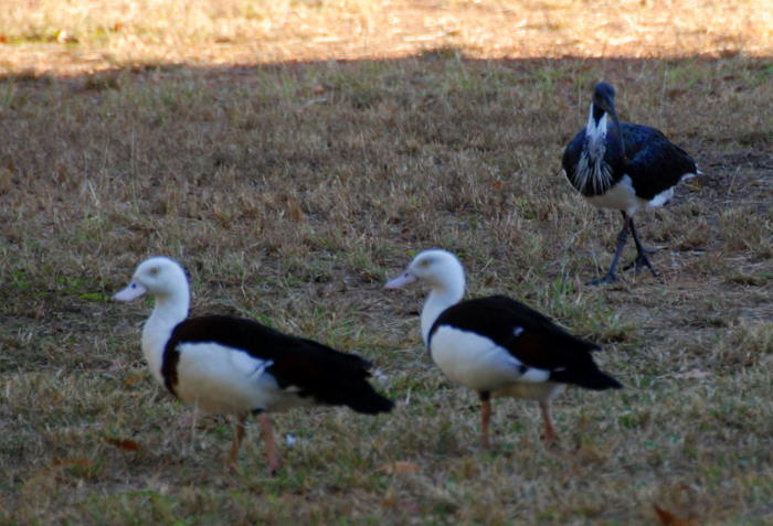 Ducks and Ibis.
