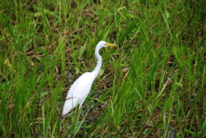 Egret at Yellow Water.