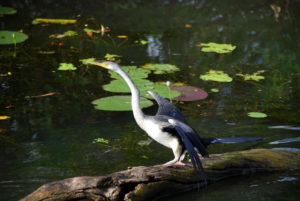 Female Darter at Yellow Water.