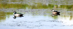 Green pygmy geese