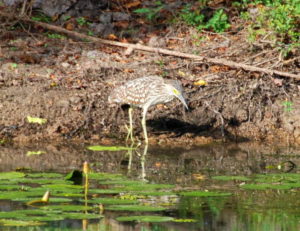 Juvenile Rufous Night Heron