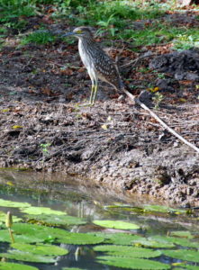 Juvenile Rufous Night Heron