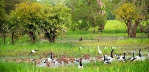 Magpie Geese