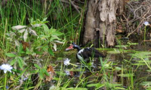 Magpie Goose at Yellow Water.