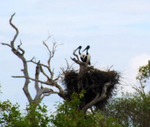Nesting Jabirus at Yellow Water.