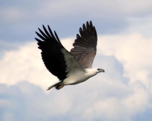 Sea Eagle