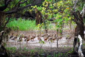 Whistling Ducks at Yellow Water