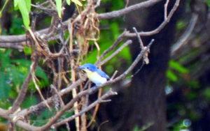 Kakadu Blubird