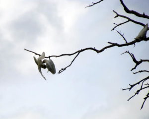 Corellas