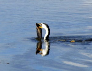 Cormorant with fish.