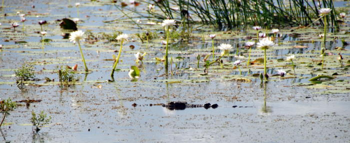 Croc (crocodylus porosus) among the water lilies