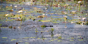 Croc among the water lilies.