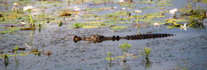 Croc among the water lilies.