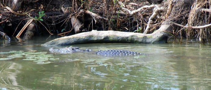 Crocodile in the Yellow Water lagoon.