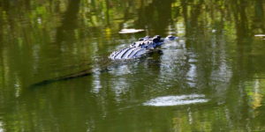 Crocodile in the Yellow Water lagoon.