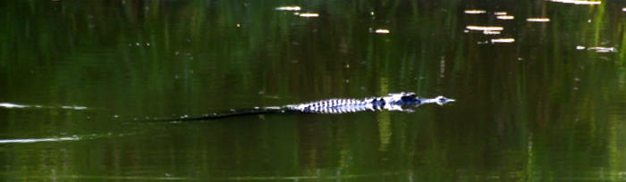 Crocodile in the Yellow Water lagoon.