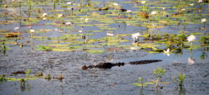Crocodile in the Yellow Water lagoon.