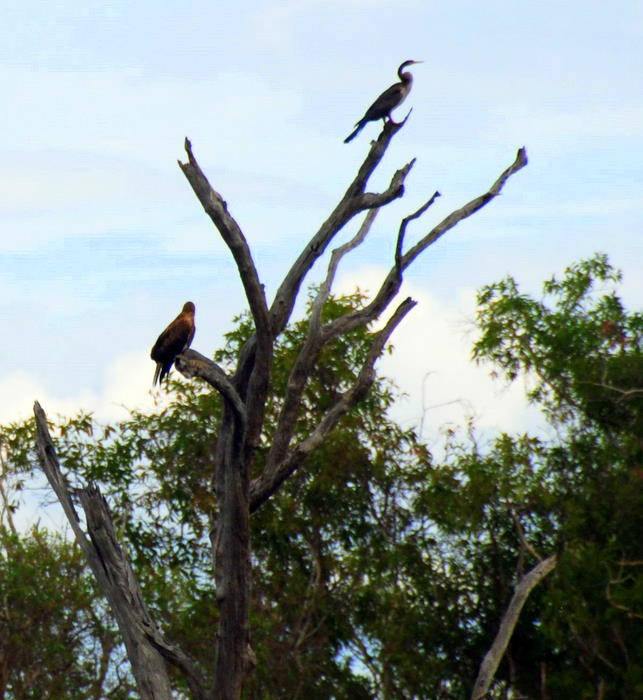 Darter and eagle in tree.