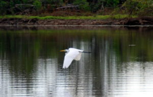 Egret