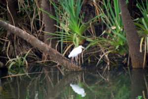 Egret