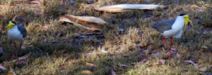 Lapwings