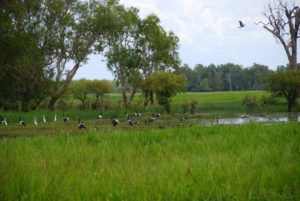 Magpie geese with egrets.