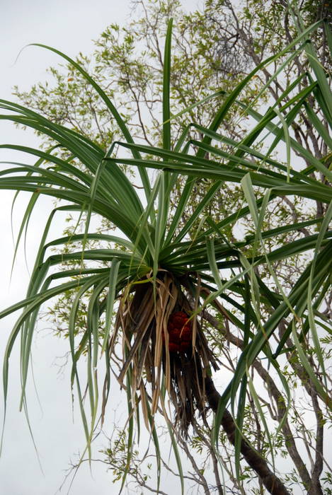 Palm at Gunlom.