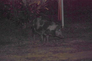 Our nocturnal visitor.
