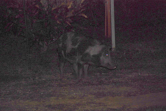 Our nocturnal visitor.