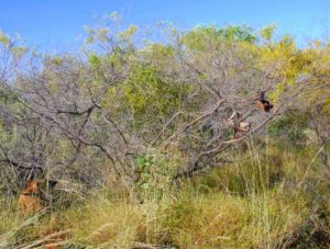 Sandal tree.