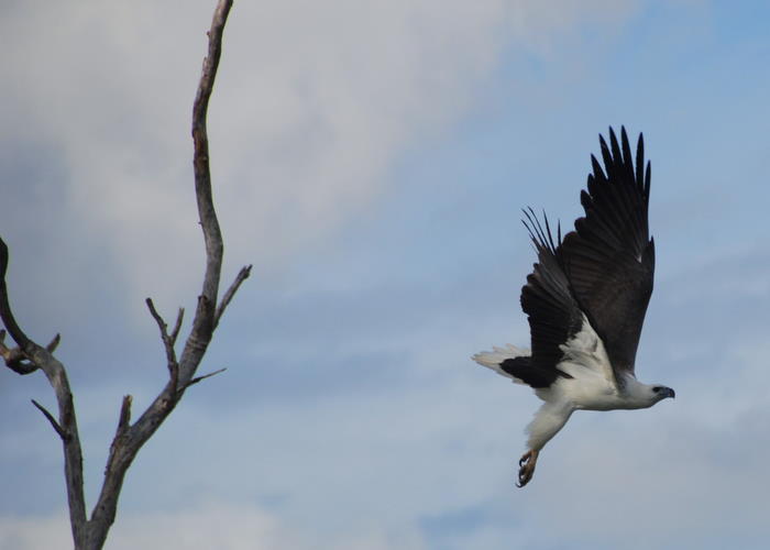Sea Eagle taking off.