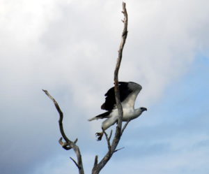 Sea Eagle taking off.