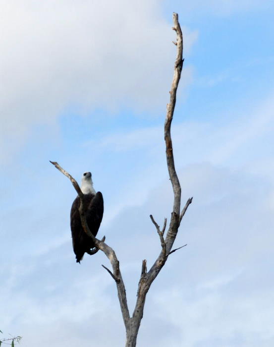 Sea Eagle in tree.