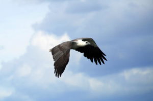 Sea Eagle