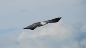 Sea Eagle