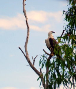 Sea Eagles