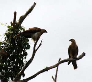 Sea Eagles