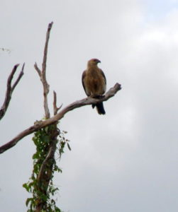 Sea Eagle