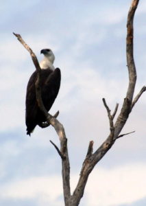 Sea Eagle