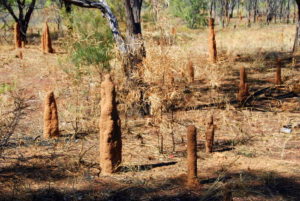 Small termite mounds.