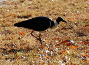 Straw neck ibis