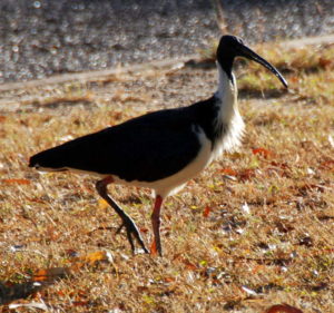 Straw neck ibis