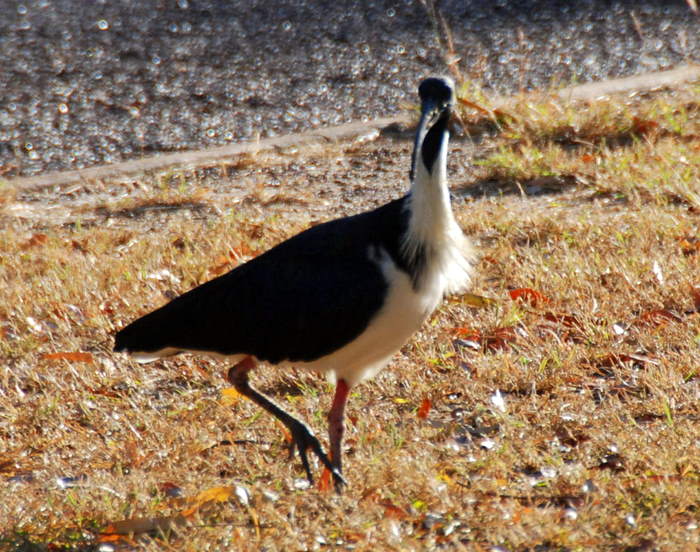 Straw neck ibis