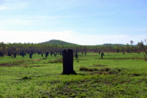 Termite mounds