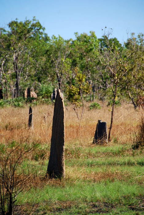 Termite mounds