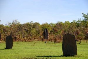 Termite mounds