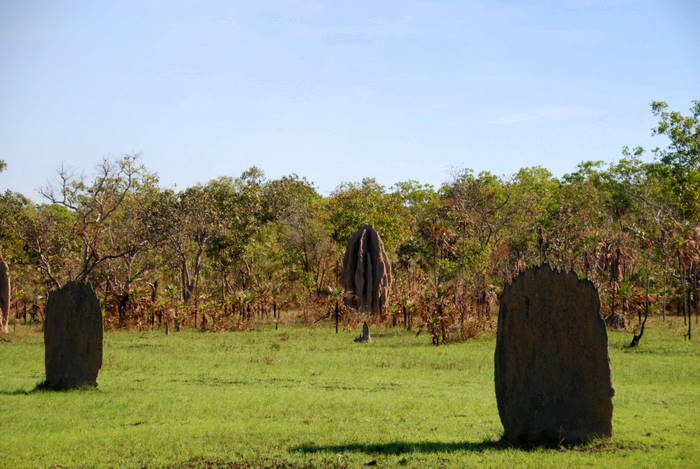 Termite mounds