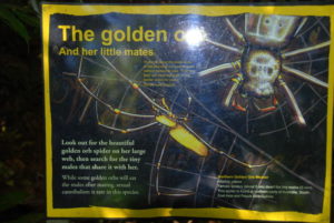 The golden orb spider at Wangi.